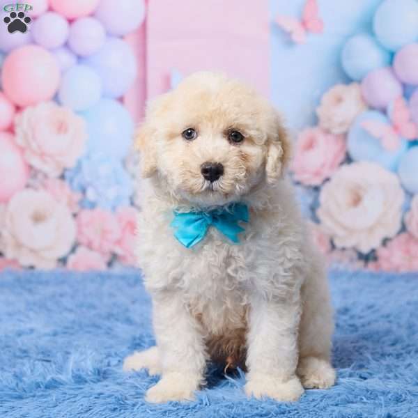 Ace, Mini Aussiedoodle Puppy